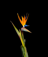 Wall Mural - bird of paradise flower and leaves closeup cut out isolated on a black background