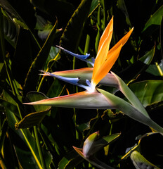 Wall Mural - two brightly colored bird of paradise flowers closeup against a dark green leaf background