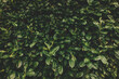 © Laura Stolfi/Stocksy - Green hedge leaves background