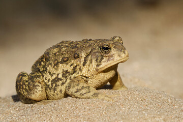 woodhouse's toad - detailed close up portrait in a natural setting; suitable for identification purp