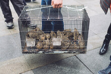 Close Up Of A Man Carrying A Cage With Quails On The Street