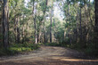 © Dominique Felicity Photography/Stocksy - Dirt road leading into forest