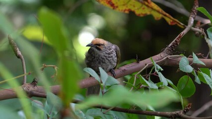 Wall Mural - Straw-headed bulbul perching on the tree branch.