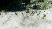 Cottonwood Tree Seeds Blanketing The Ground Like Snow.