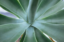 Close Up Of Yucca Plant