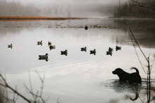 Black Labrador Retriever Dog Wading In Water To Retrieve Duck During Hunt
