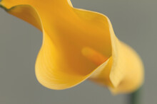 Macro Of Yellow Calla Lily Flower