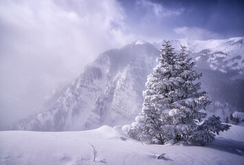 snow covered trees in mountains