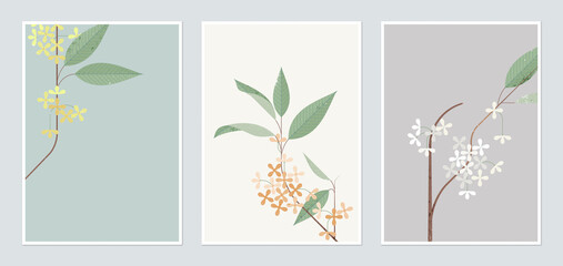 Wall Mural - Botanical poster template design, Osmanthus fragrans flowers in different color