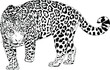 large leopard preparing to attack, hand-drawn for logo or tattoo, full-length