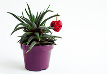 Small Green Succulent Plant In A Purple Flower Pot Decorated With Single Tiny Red Heart. Love Theme Composition, Mockup. Copy Space, White Background.