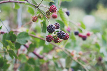 Blackberries Ripening On A Bush