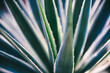 © AlejandroMCB photo & film/Stocksy - Agave plant close-up