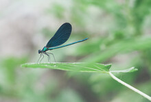 Blue Dragonfly Standing On The Leaf