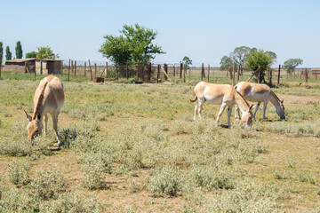 A few Przewalski horses at Askania Nova graze freely. Tarpans. Przewalski s Horse of rare, endangered breed of horses in the Red Book of Nature Protection