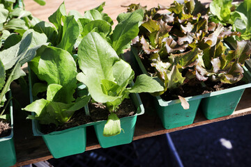 Wall Mural - lettuce seedlings 