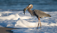 A Great Blue Heron With A Large Fish On The Beach In Florida 
