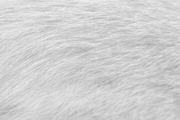 Wall Mural - Line patterns fur cat texture white gray  background