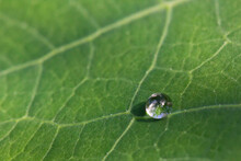 Single Drop On Nasturium Leaf