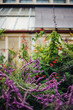 © House Plants Society/Stocksy - Wild lavender and flowers outside greenhouse