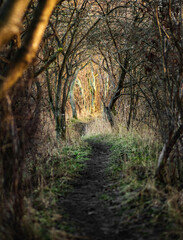 Moody path through the winter woods of southern Sweden, between two ponds in Lomma