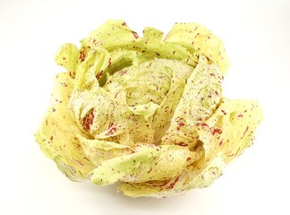 Variegated radicchio, a type of leaf chicory with yellowish green color and red dots, on white background. It is cultivated only in the italian region of Veneto .