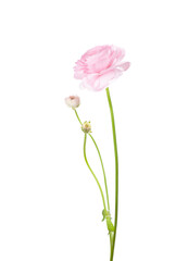 Poster -  Ranunculus of pale pink color isolated on white background. Persian Buttercup