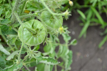 Green tomatoes. Fresh organic tomato in countryside garden. Organic vegetables. Beautiful tomato plant. Ecologically clean agriculture.