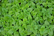 Melissa plant. Lemon balm in the garden. Countryside nature. Organic agriculture. Melissa foliage in the wild nature. Herb tea flavor. Village yard herbs.