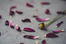 Closeup Of The Scattered Flower Petals By A Flower On A Grey Surface - Heartbreak
