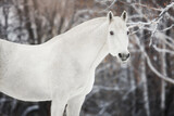 Fototapeta Konie - White horse