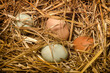 Organic eggs in straw of different colors 