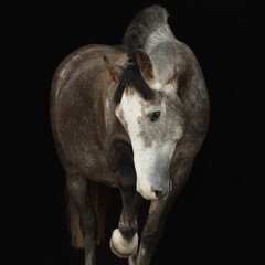 Portrait horse black background