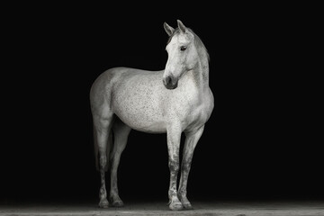 Wall Mural - Portrait horse black background