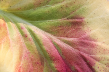 Wall Mural - autumn leaf multicolored macro background