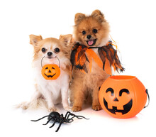 Dogs With Halloween Lanterns And Spider On White Background