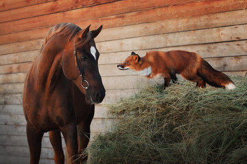 Poster - Horse and fox