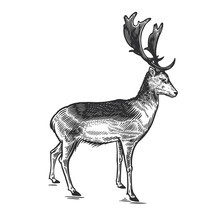 Deer. Wildlife Animal. Vector. Vintage Engraving