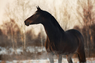 Wall Mural - Holstein horse