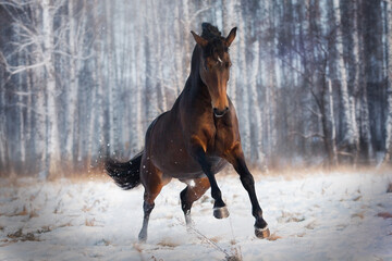 Wall Mural - Holstein horse