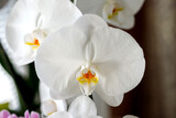 Fototapeta Storczyk - Large white orchid phalaenopsis blooms on the windowsill