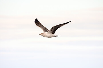 Wall Mural - Seagull Water Bird Animal