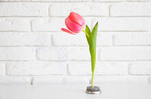 Beautiful Pink Tulip On Kenzan. Minimal Ikebana On White Brick Background. Eco Trends.  Pin Frog For Flowers.