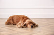 © New Africa - Cute Cocker Spaniel dog lying on warm floor indoors. Heating system
