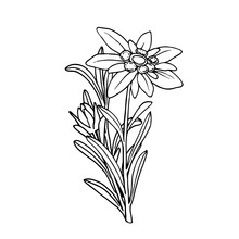 Edelweiss Flower. Mountain Plant. Hand Drawn Vector Illustration In Sketch Style.