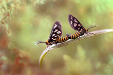 Close-up Of Butterflies Mating On Plant