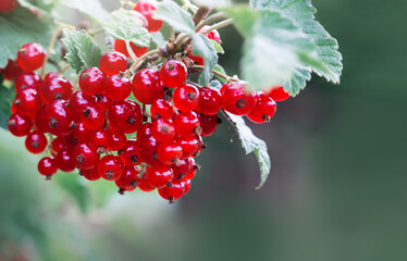 Red Currant berries on a bush closeup isolated.