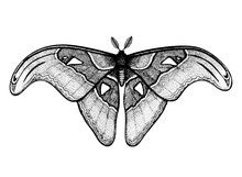 Tropical Butterfly: Attacus Atlas (Atlas Moth, Snake's Head). Hand Drawn Insects. Vector Sketch Detailed Illustration.