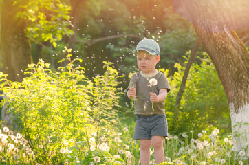 Wall Mural - a little boy walks among dandelions on the grass.