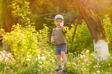 Wall Mural - a little boy walks among dandelions on the grass.